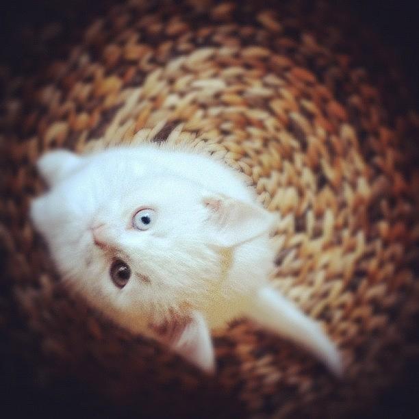 Cat Photograph - Lisa #cat #white #instagram #iphone #4s by Jan Kratochvil