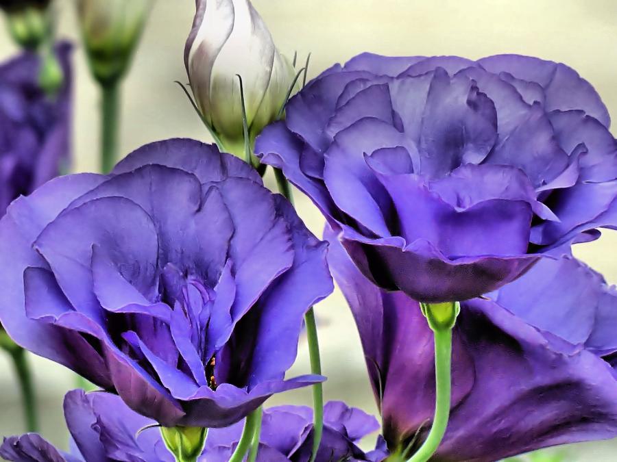 Lisianthus Photograph by Janice Drew