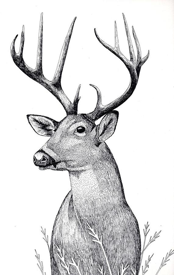 Deer Drawing - Listen by Eddy Chance