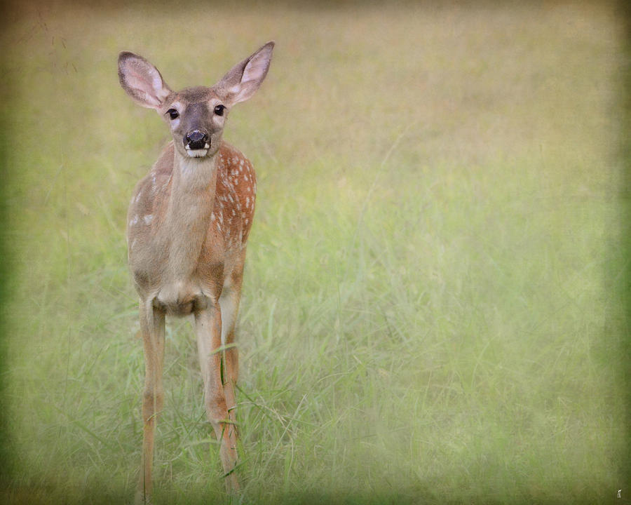 Listening Ears - Deer - Fawn Photograph by Jai Johnson