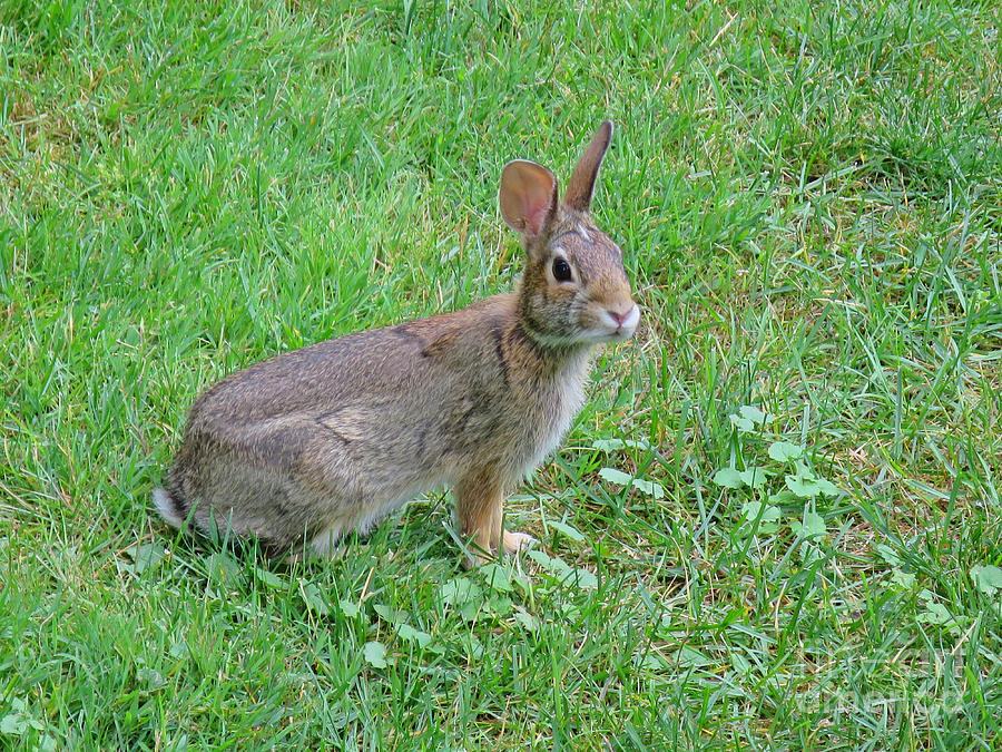 Listening Rabbit Photograph by Ann Horn