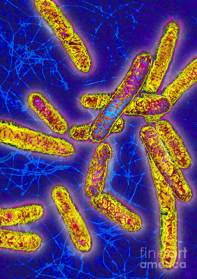 Listeria Bacterium Photograph by James Cavallini