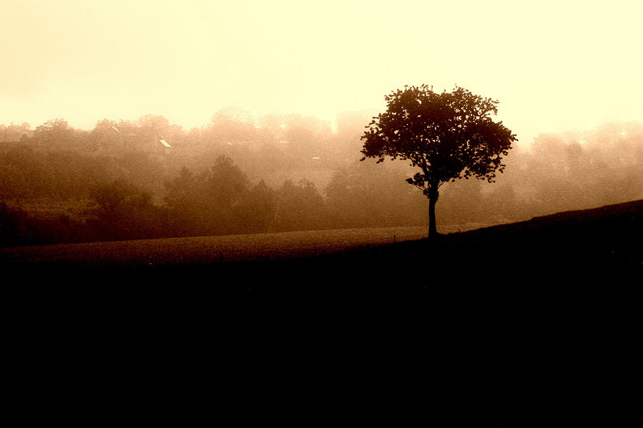 Listry Tree Photograph by Mark Callanan