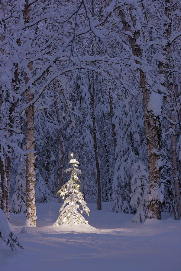 Lit Christmas Tree In A Birch Forest At Photograph by Kevin Smith / Design Pics