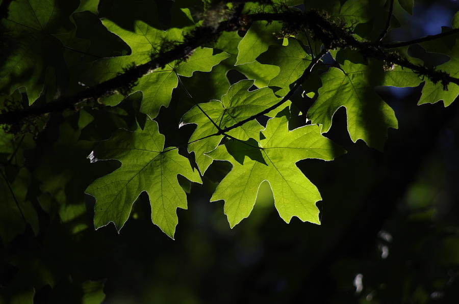 Lit Maple Photograph by Adria Trail