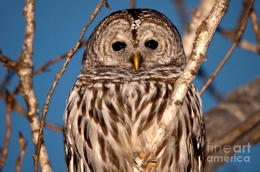 Wildlife Photograph - Lit up Owl by Cheryl Baxter