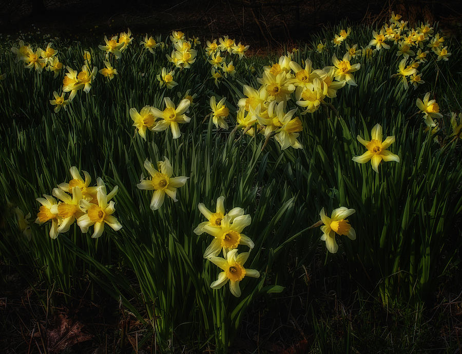 Nature Photograph -  Daffodils Lit by Setting Sun  by John Vose