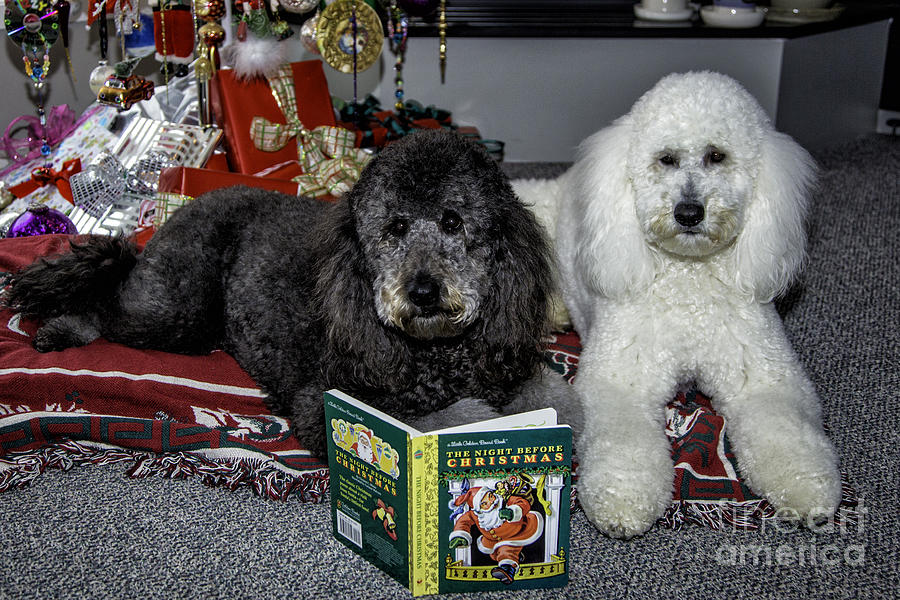 Literate Labradoodles Photograph by Timothy Hacker