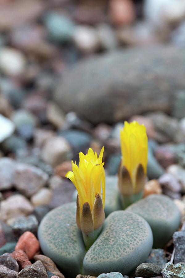 Lithops Terricolor Photograph by Sam K Tran/science Photo Library