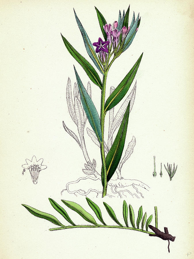 Lithospermum Purpuro-coeruleum Purple Gromwell Drawing by English ...