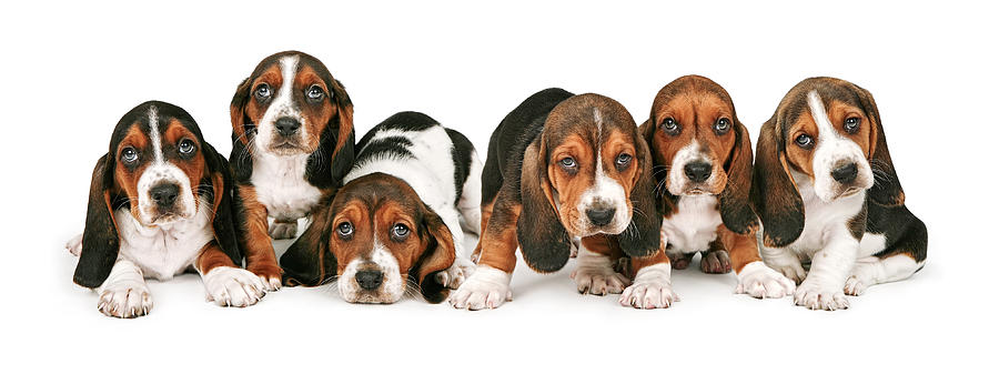 Dog Photograph - Litter of Basset Hound Puppies by Good Focused