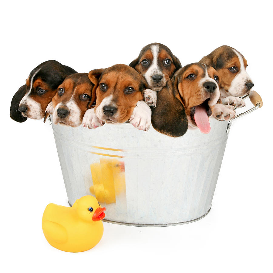 Duck Photograph - Litter of Puppies in a bathtub by Good Focused