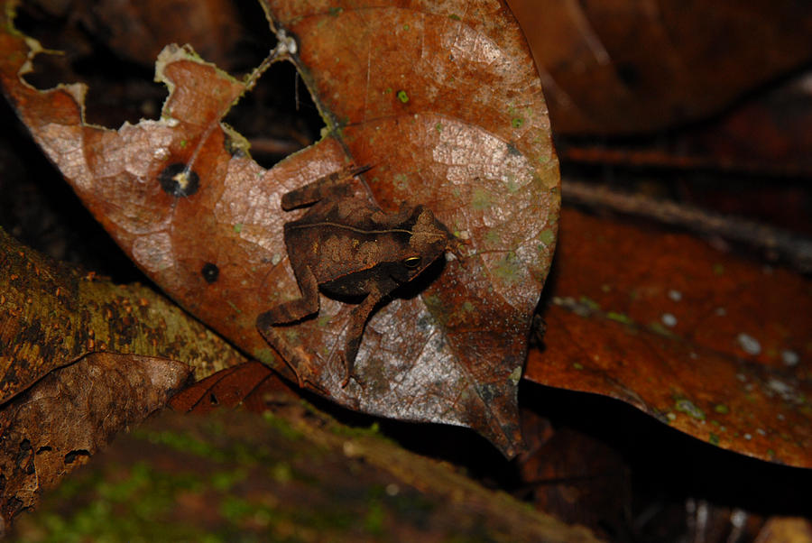 Litter Toad, Panama Photograph by Dr. Gilbert S. Grant