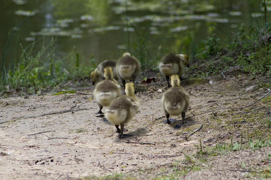 Little Baby Honker Butts Photograph by Kathy Clark