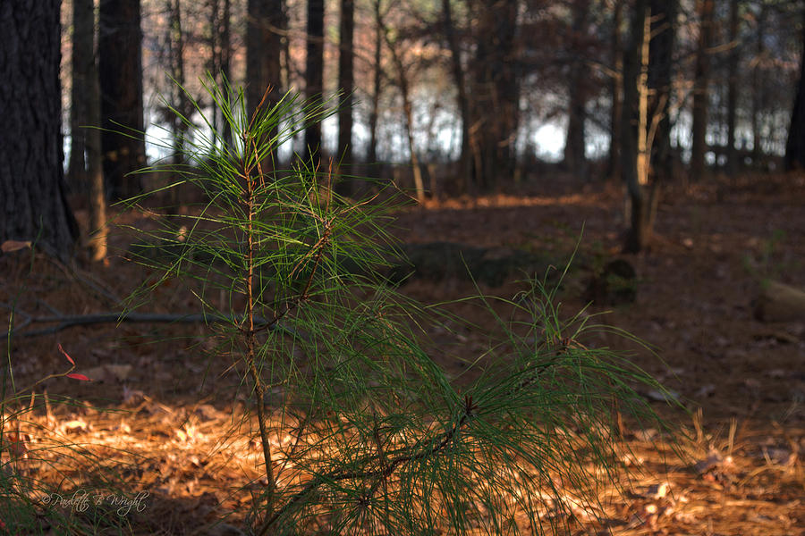 Little Baby Pine Tree Photograph by Paulette B Wright