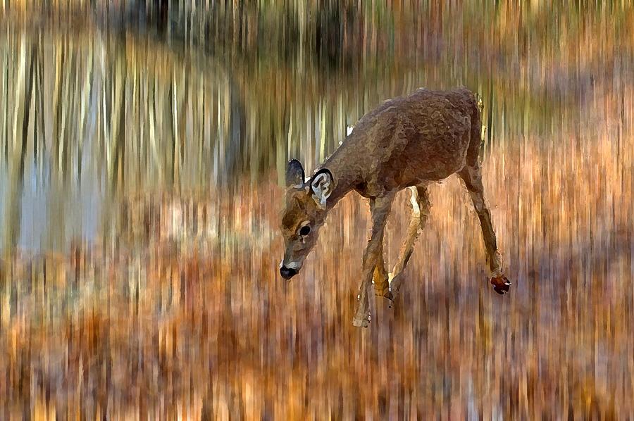 Deer Photograph - Little Bambi by Cheryl Cencich