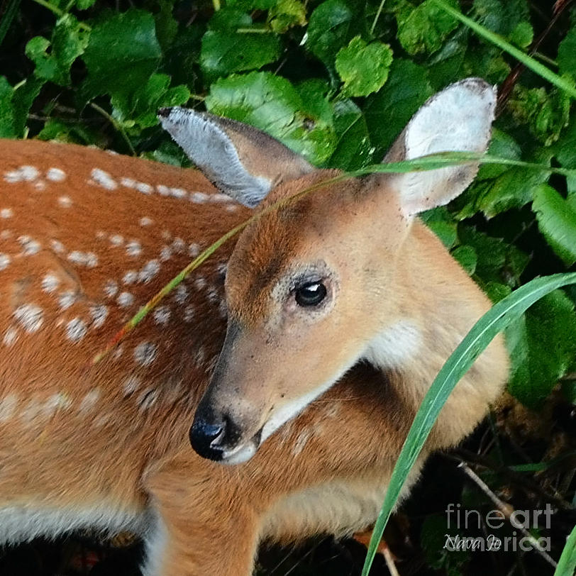 Little Bambi Photograph by Nava Thompson