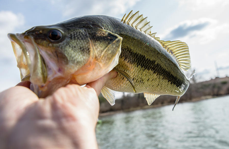 Little Bass Photograph by Dustin Doskocil - Fine Art America