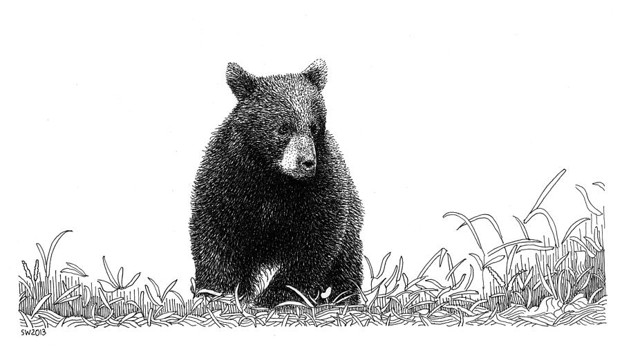Little Bear Drawing by Scott Woyak