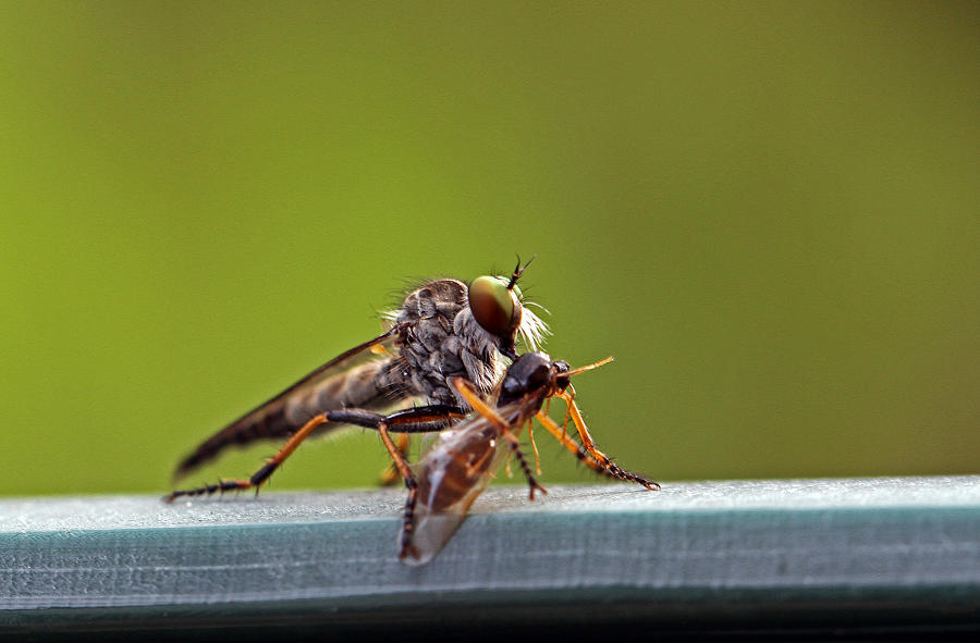 Insects Photograph - Little Beast by Juergen Roth