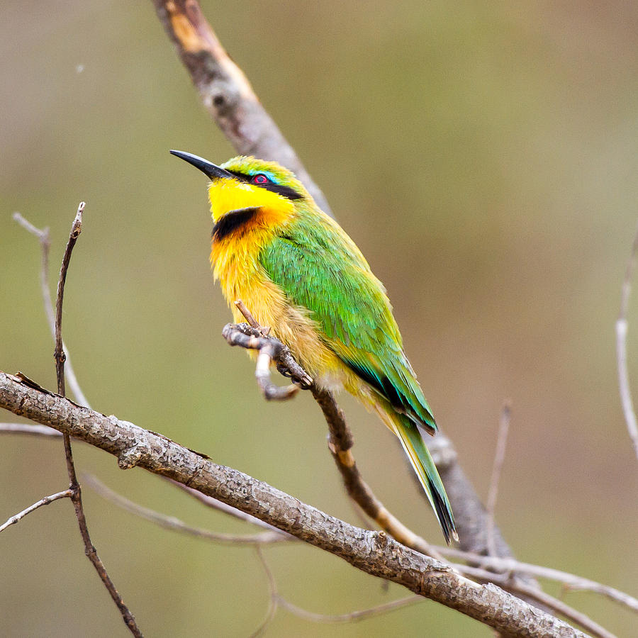 eyes-bigger-than-your-belly-greedy-bee-eating-bird-tries-to-eat-a-bat