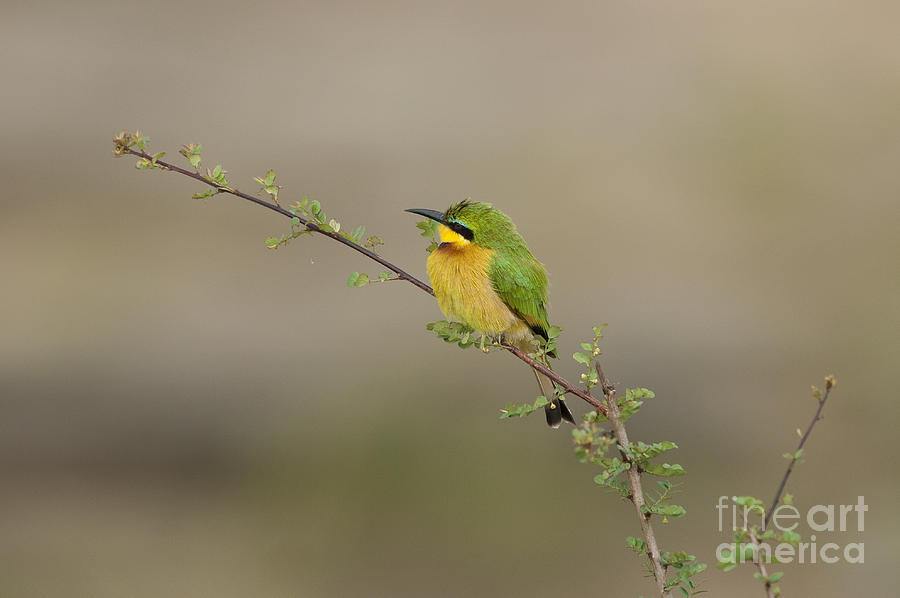 Little Bee-eater Photograph by John Shaw
