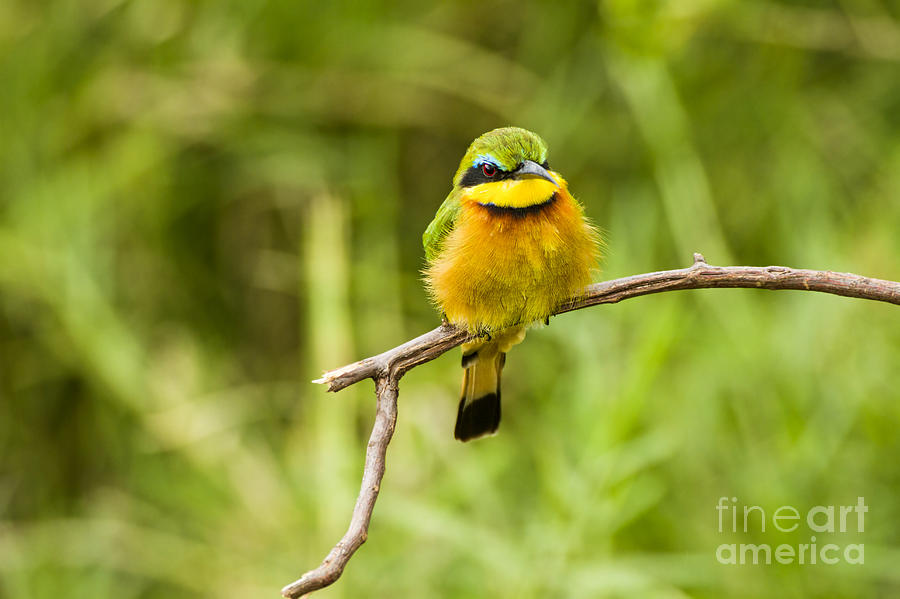 Little Bee-eater Merops pusillus Photograph by Eyal Bartov