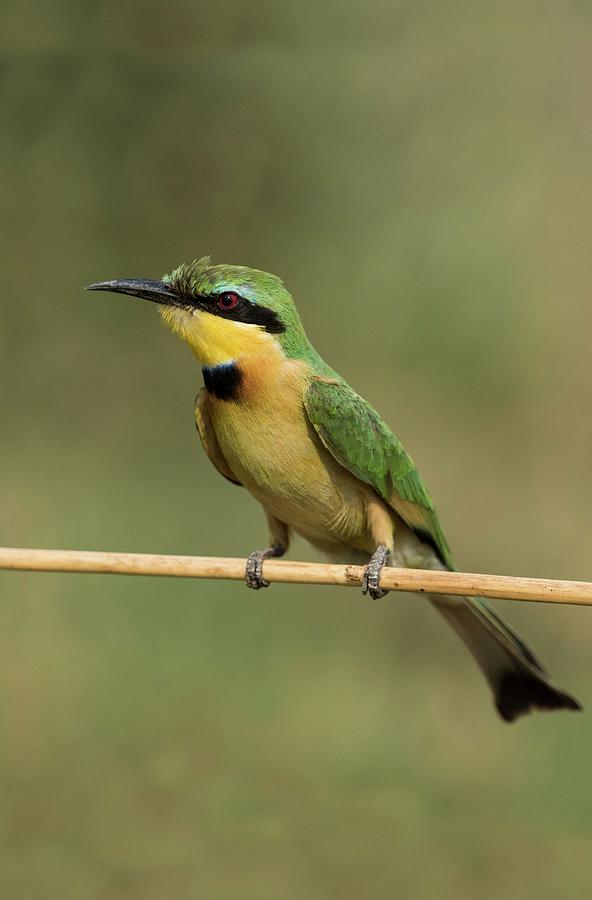 Little Bee-eater Photograph by Tony Camacho/science Photo Library