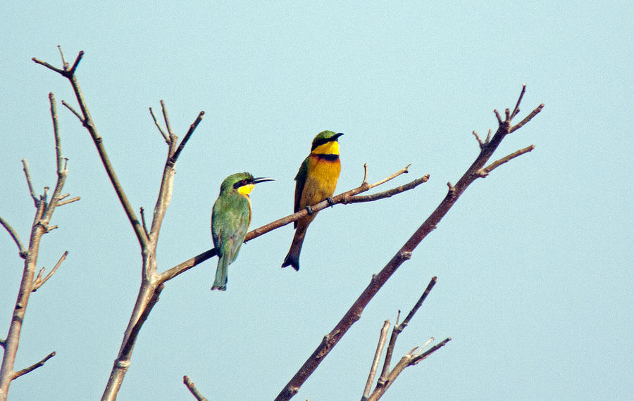 Little bee-eaters Photograph by Tony Murtagh