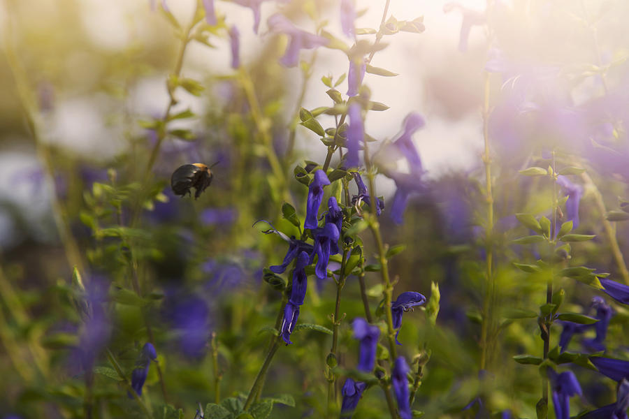 Little Bee in Flight Photograph by Toni Hopper