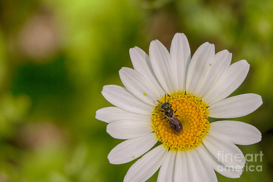 Little Bee Pollinator Photograph by Jivko Nakev