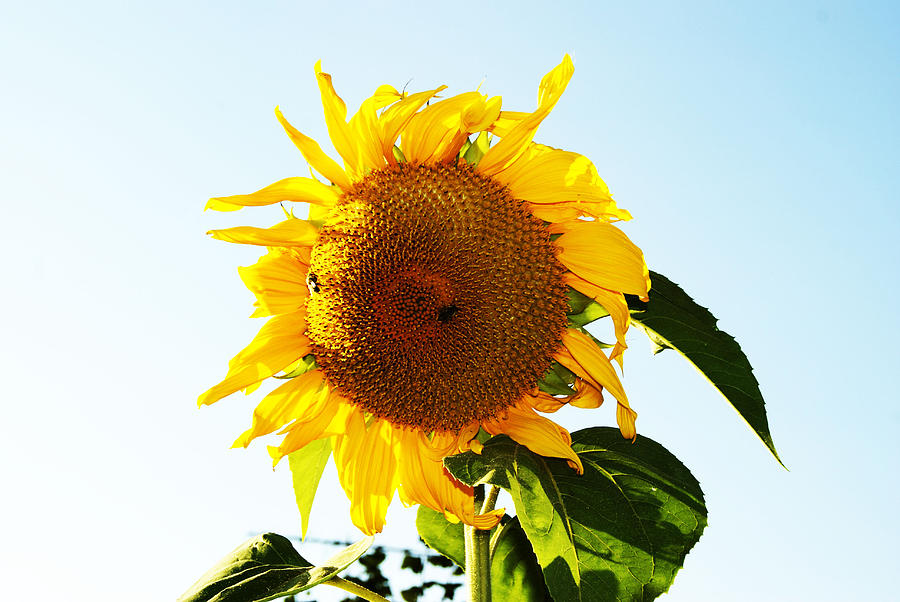 Sunflower Photograph - Little Bees by Dj Thompson