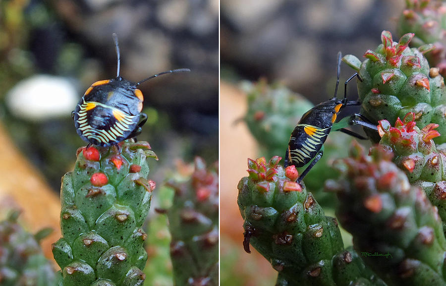 Little Beetle on Succulent Plant Photograph by Duane McCullough