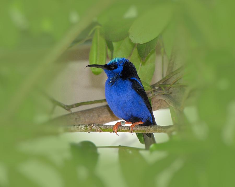 Little Bird Blue Photograph by MTBobbins Photography