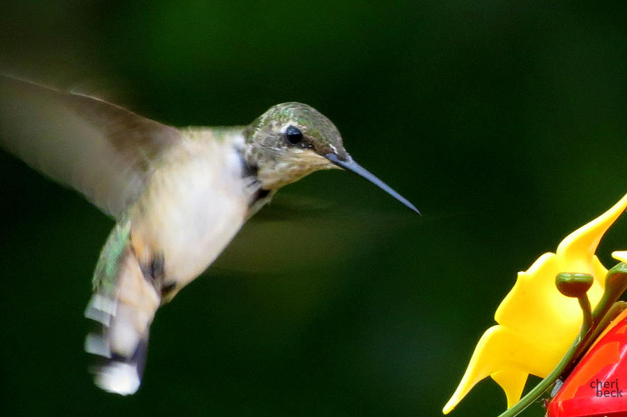 Hummingbird Photograph - Little Bird by Cheri Beck