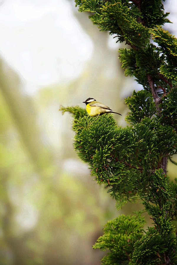 Nature Photograph - Little Bird by Christine Sponchia