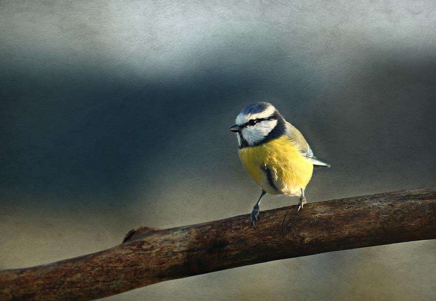 Bird Photograph - Little Bird by Heike Hultsch