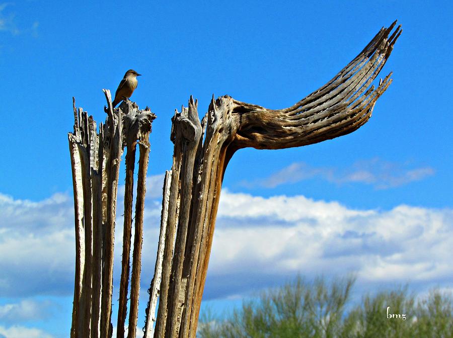Little Bird on tall dead Saguaro Photograph by Barbara Zahno