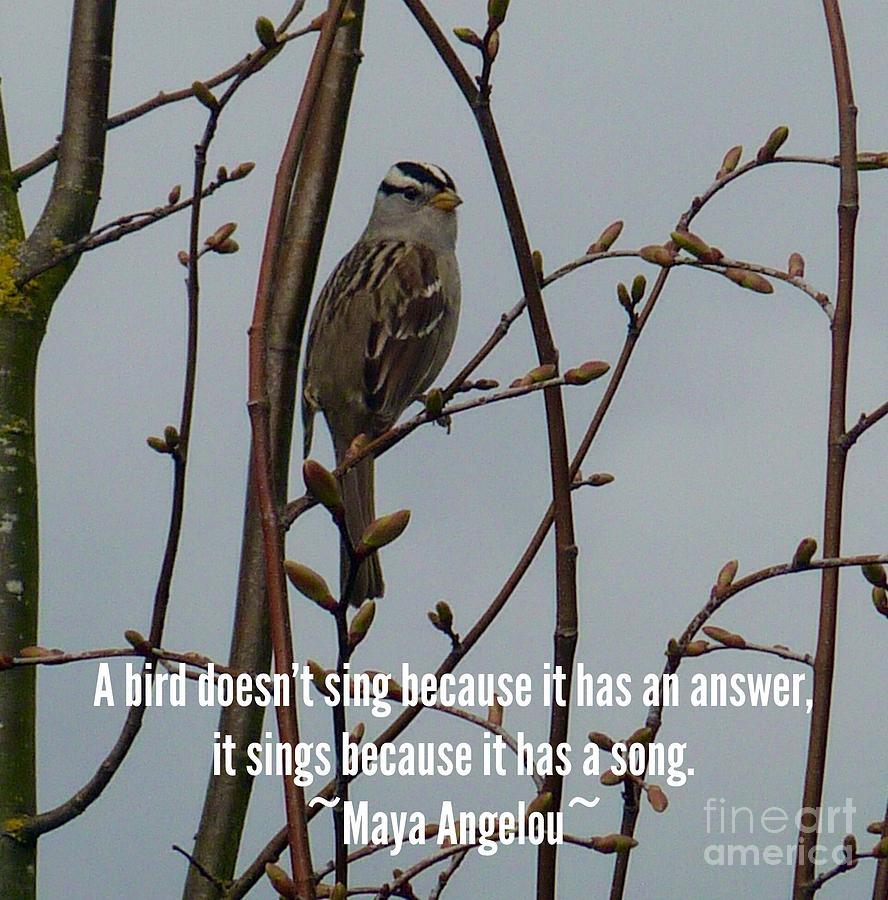 Little Bird Quote  Photograph by Susan Garren