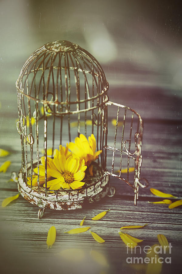 Little birdcage with flowers Photograph by Sandra Cunningham