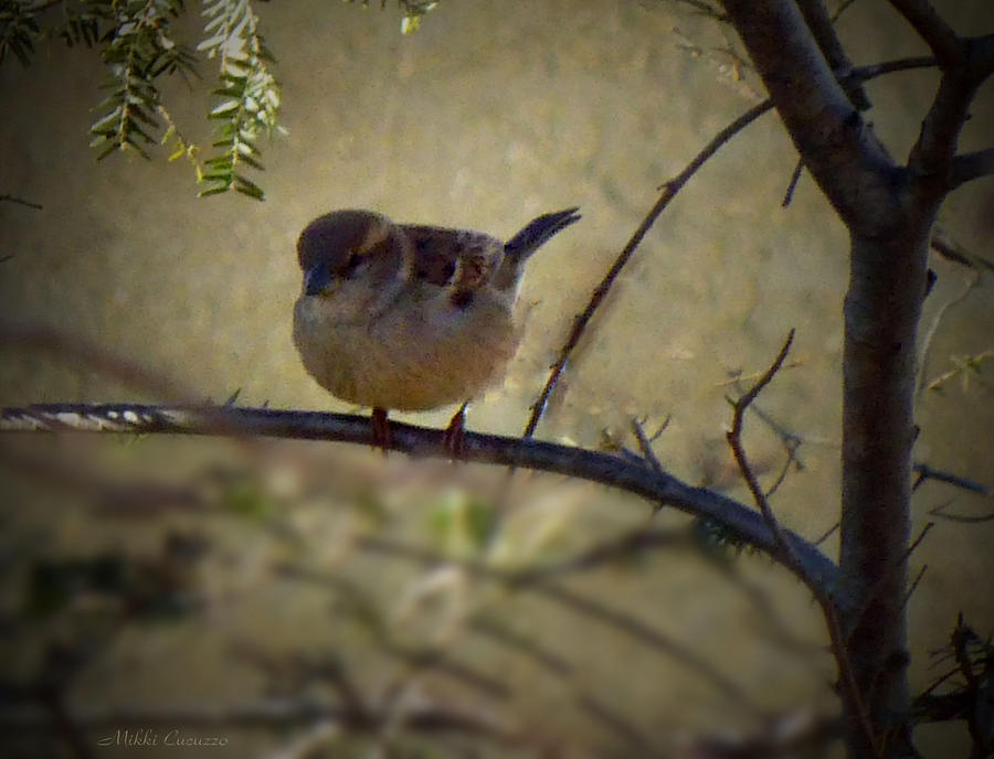 Little Birdie Photograph by Mikki Cucuzzo