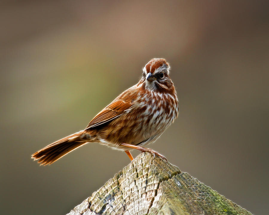 Bird Photograph - Little Birdie Pose by Steve McKinzie