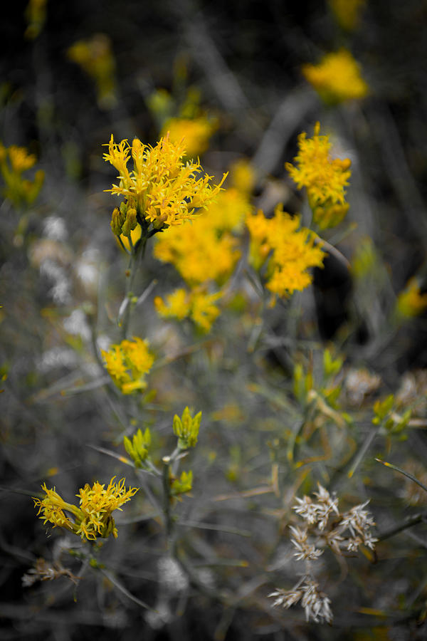 Flower Photograph - Little bit of Yellow by AR Harrington Photography
