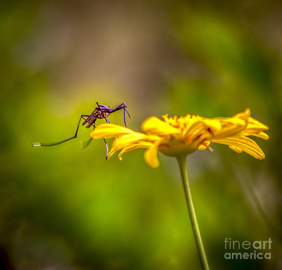 Insects Photograph - Little Biter by Marvin Spates