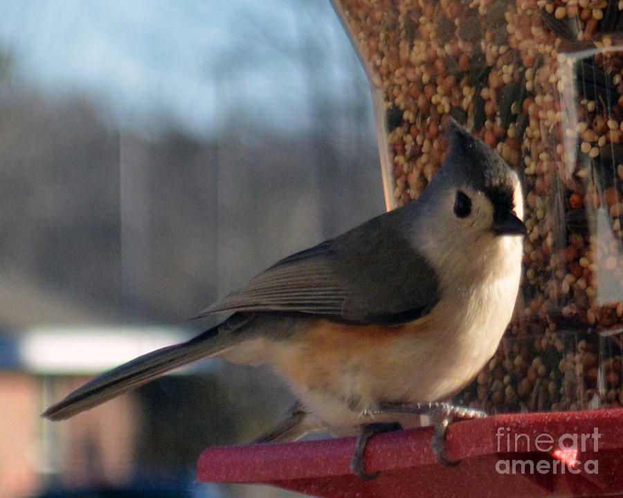 Little Gray Crested Titmouse Bird Ready For Lunch Photograph