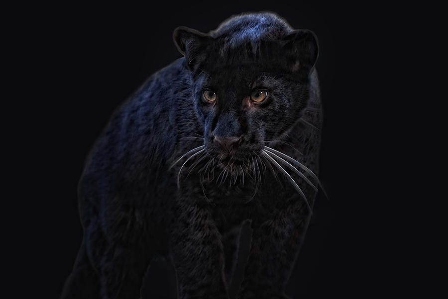 Jungle Photograph - little black Jag by Joachim G Pinkawa