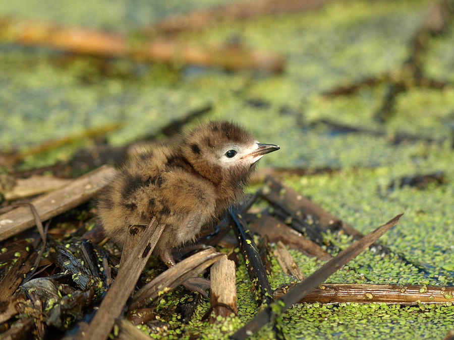 Little Black Tern Photograph by James Peterson