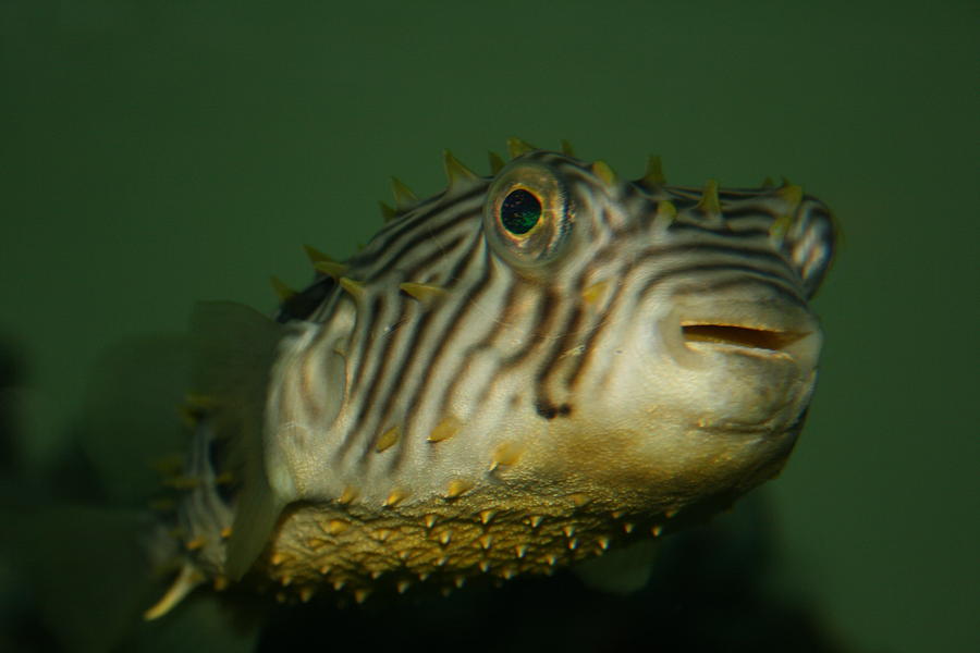 Little Porcupine Fish Photograph by Beth Andersen - Fine Art America