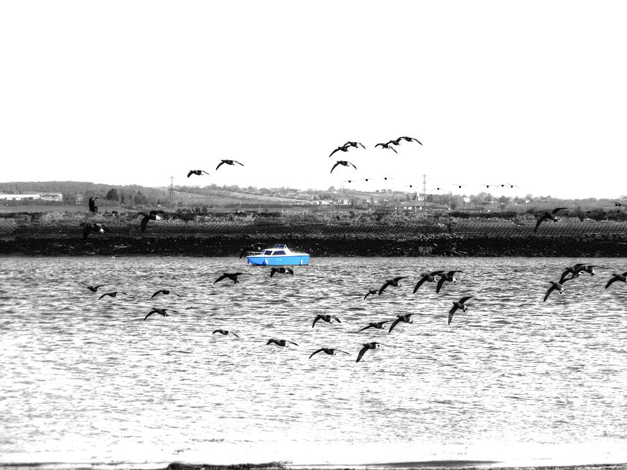 Geese Photograph - Little Blue Boat by Vicki Spindler