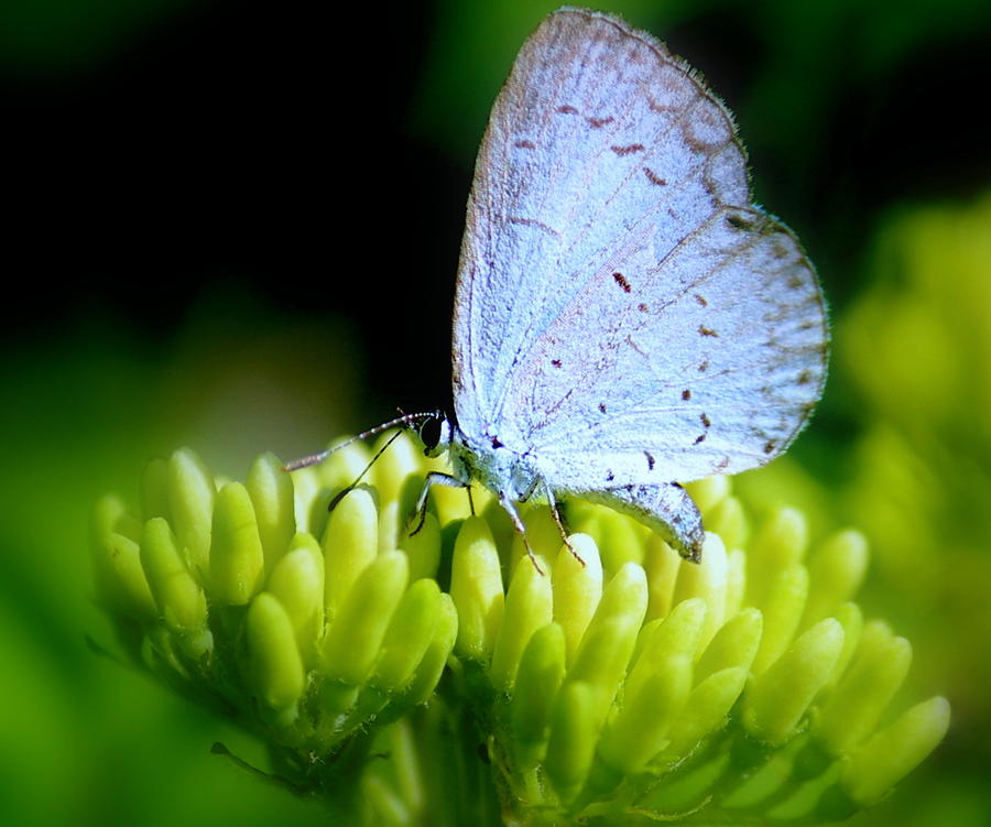 Little Blue Butterfly Photograph by Rosanne Jordan